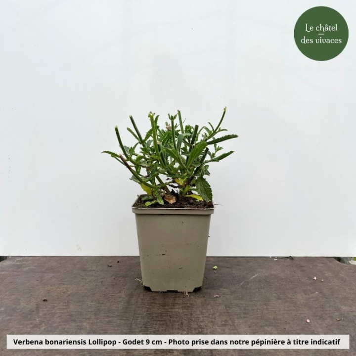 Verbena bonariensis Lollipop