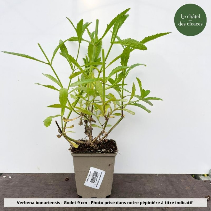 Verbena bonariensis