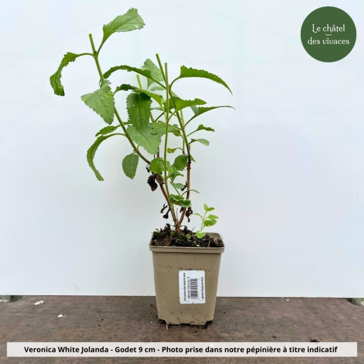 Veronica White Jolanda