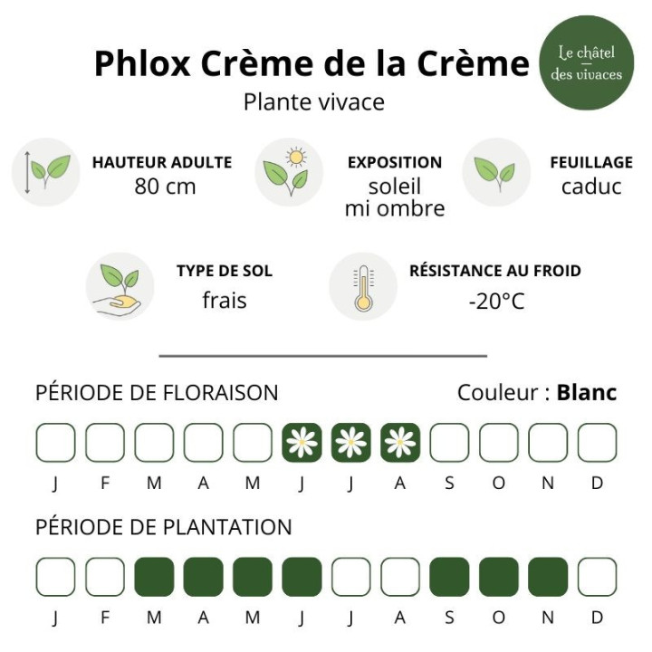 Caractéristiques du Phlox paniculata Crème de la Crème