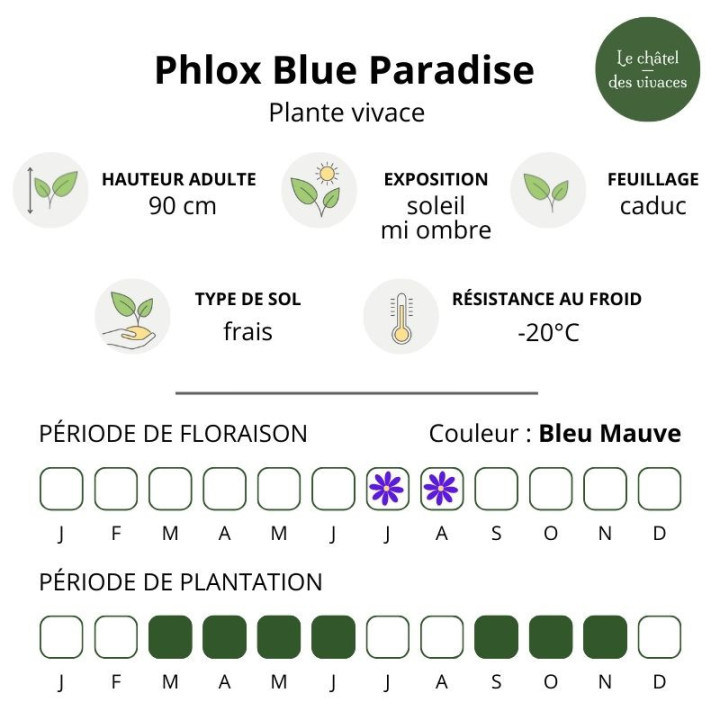 Phlox paniculata Blue Paradise