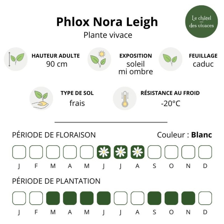Phlox paniculata Nora Leigh