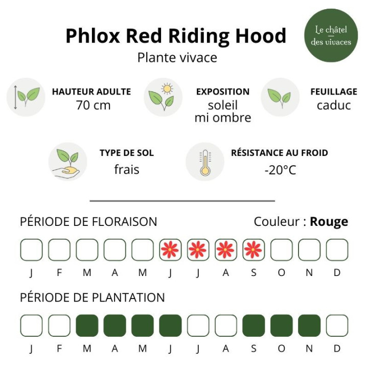 Phlox paniculata Red Riding Hood