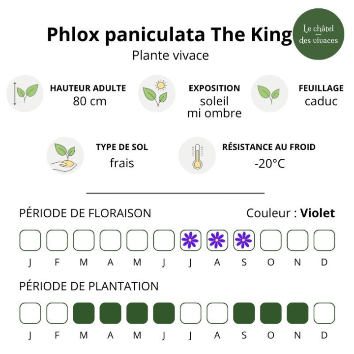 Phlox paniculata The King