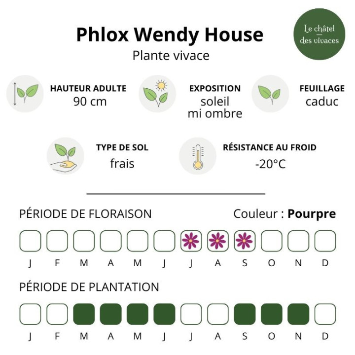 Phlox paniculata Wendy House