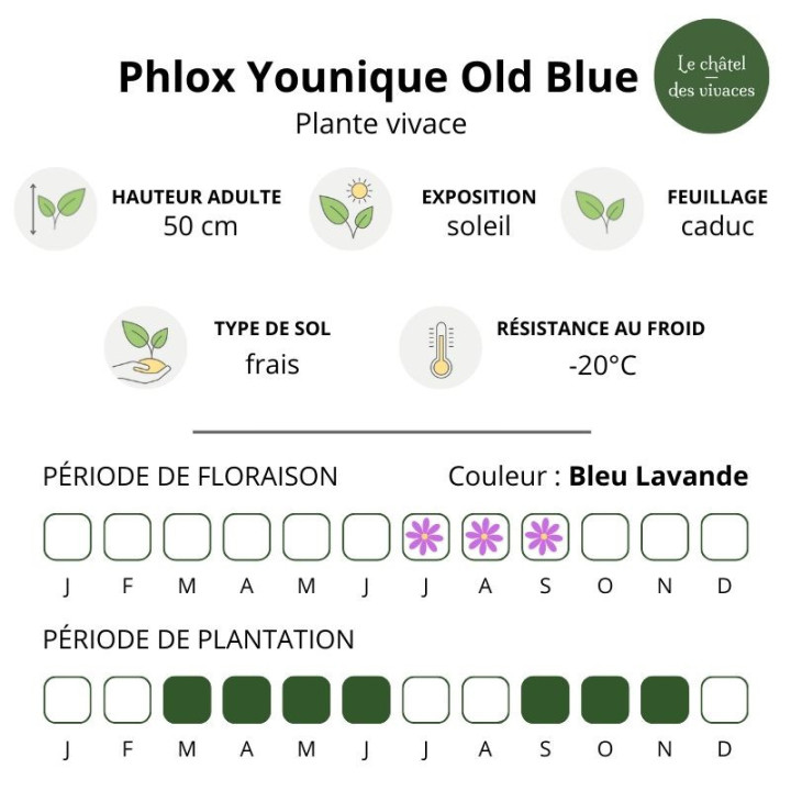 Phlox paniculata Younique Old Blue