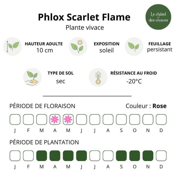 Caractéristiques du Phlox subulata Red Wings