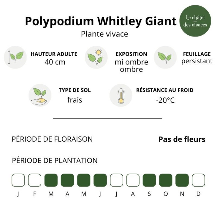 Polypodium Whitley Giant