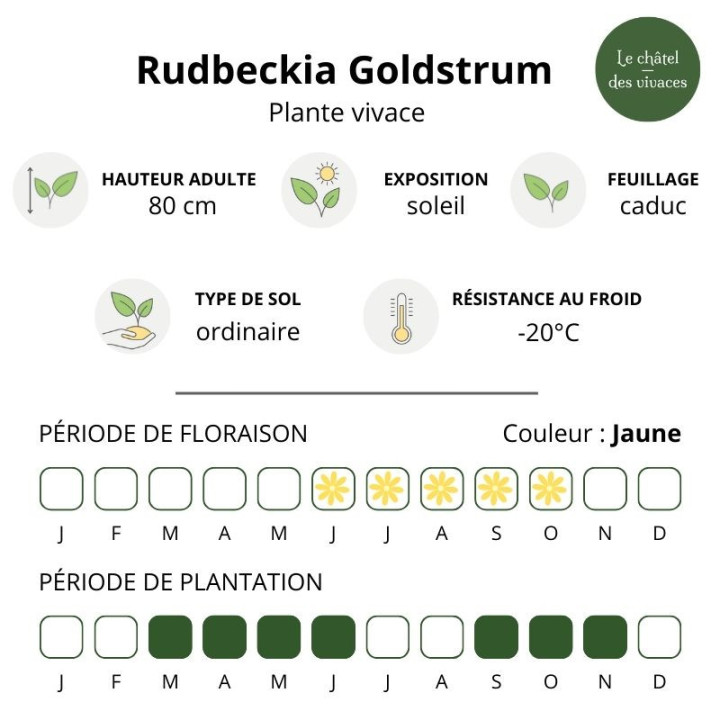 Caractéristiques du Rudbeckia fulgida Goldsturm