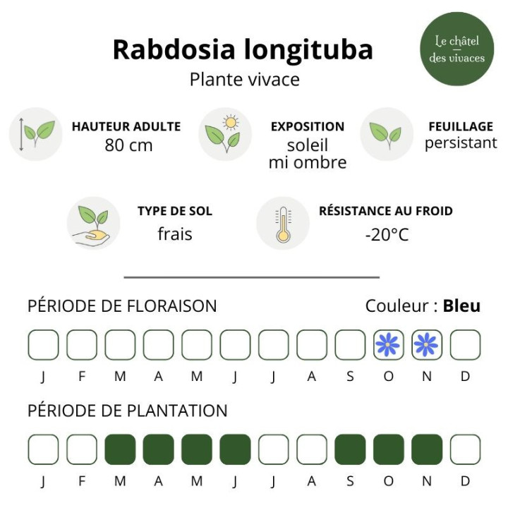 Rabdosia longituba