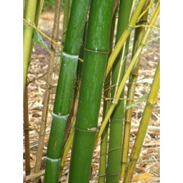 Bambou - Phyllostachys propinqua