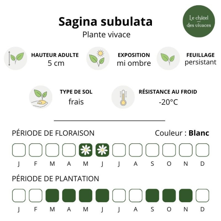 Caractéristiques de la Sagina subulata