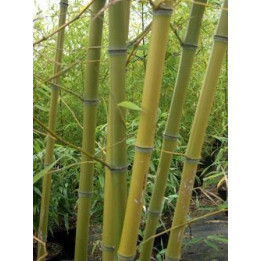 Bambou Phyllostachys viridiglaucescens