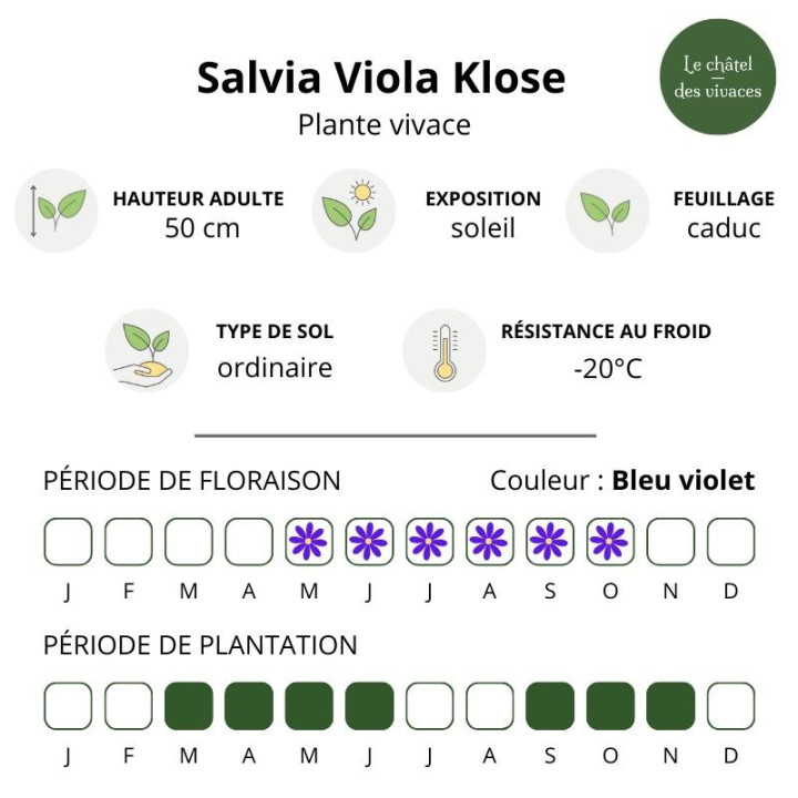 Salvia nemorosa Viola Klose