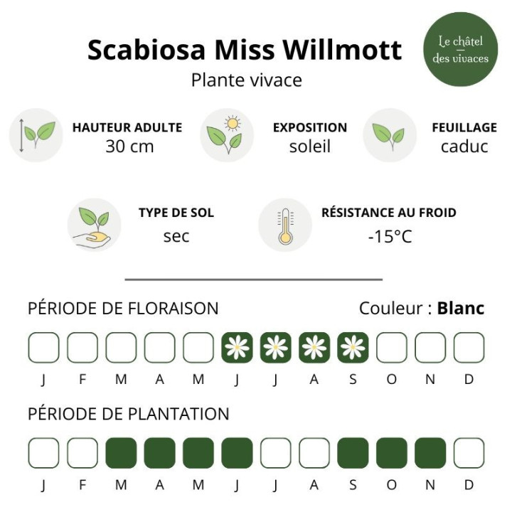 Scabiosa caucasica Miss Willmott