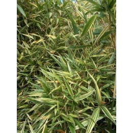 Bambou Phyllosasa tranquillans Shiroshima