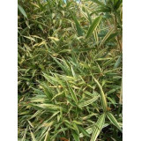 Bambou Phyllosasa tranquillans Shiroshima