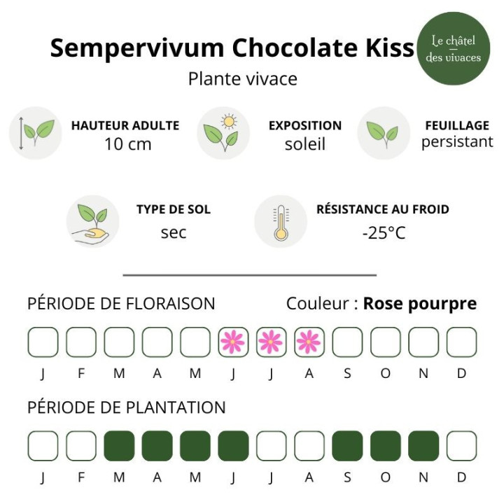 Sempervivum Chick Charms Chocolate Kiss