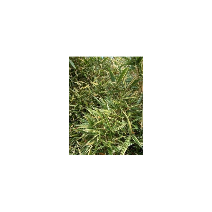 Bambou Phyllosasa tranquillans Shiroshima