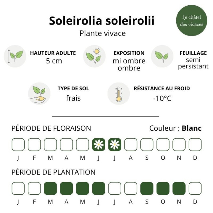 Soleirolia soleirolii - helxine - Plantes vivaces de mi-ombre