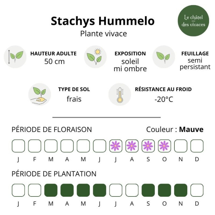 Stachys Hummelo