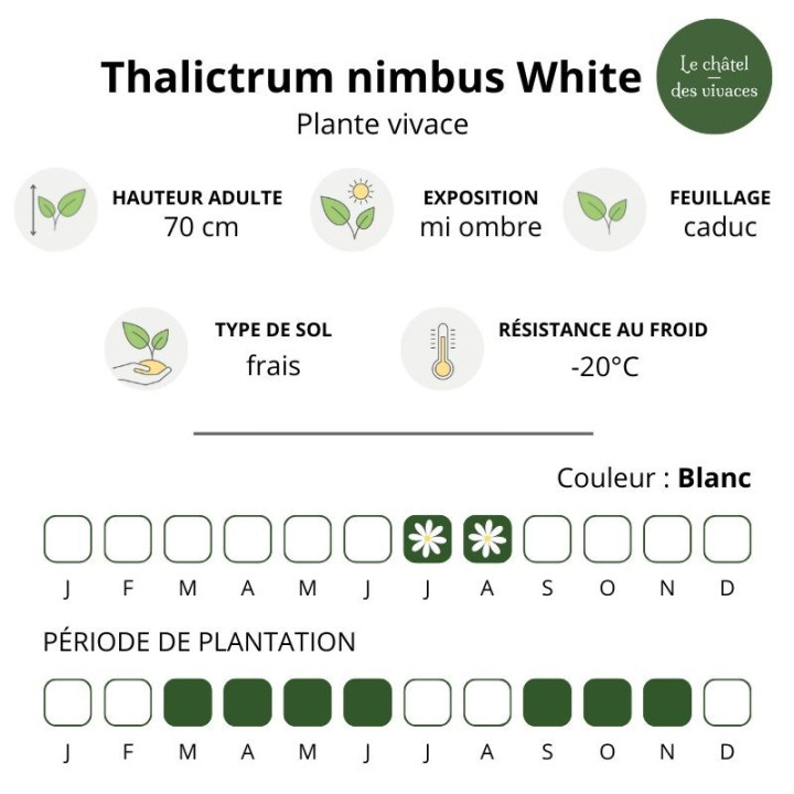 Thalictrum nimbus White