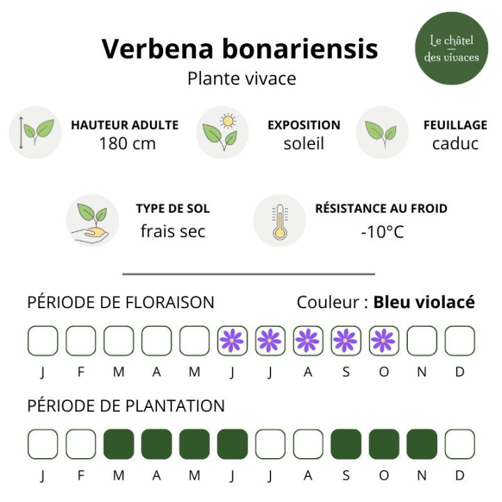 Verbena bonariensis