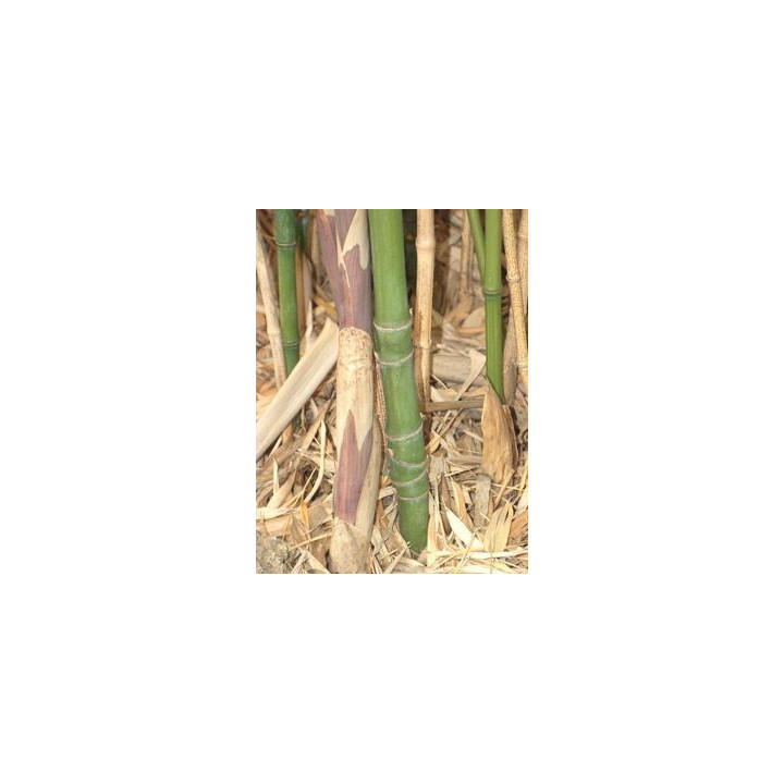 Bambou Phyllostachys aurea