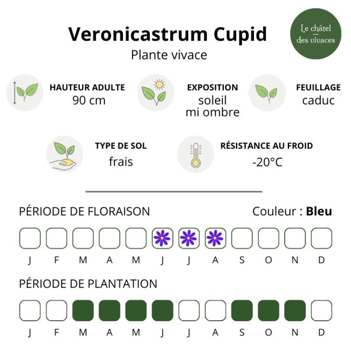 Veronicastrum Cupid