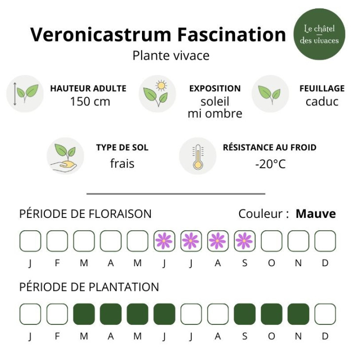 Veronicastrum virginicum Fascination