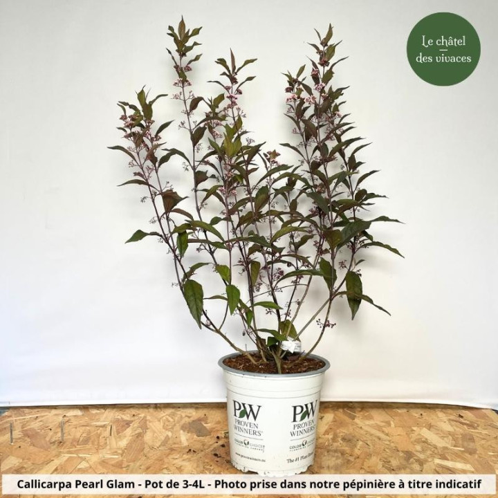 Callicarpa bodinieri Pearl Glam