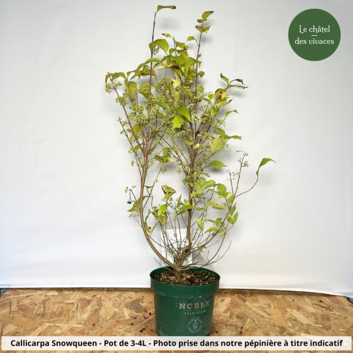 Callicarpa bodinieri Magical Snowqueen
