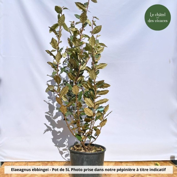 Elaeagnus ebbingei