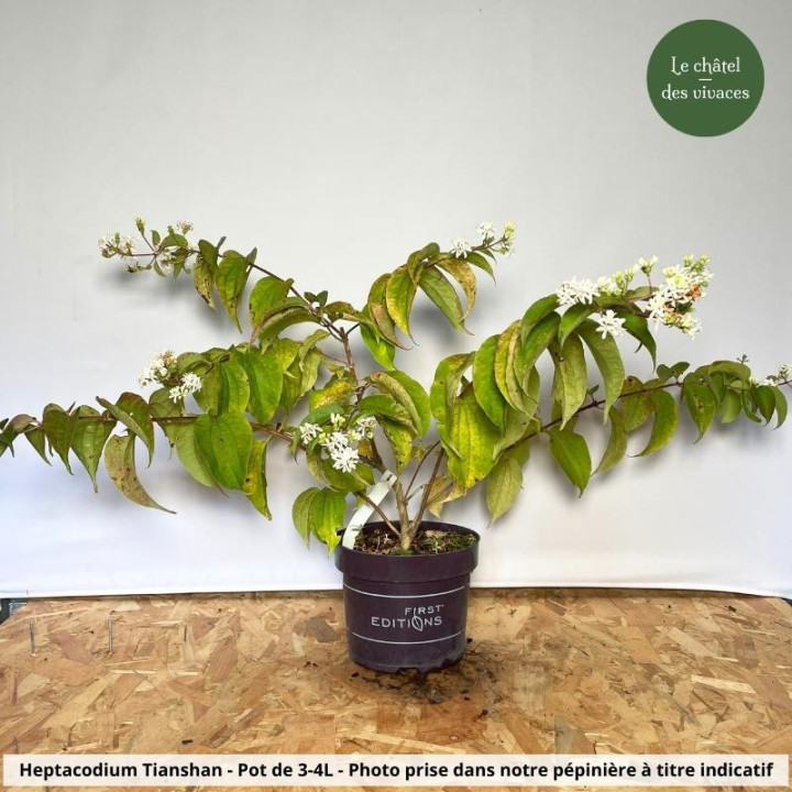 Heptacodium miconioides Tianshan