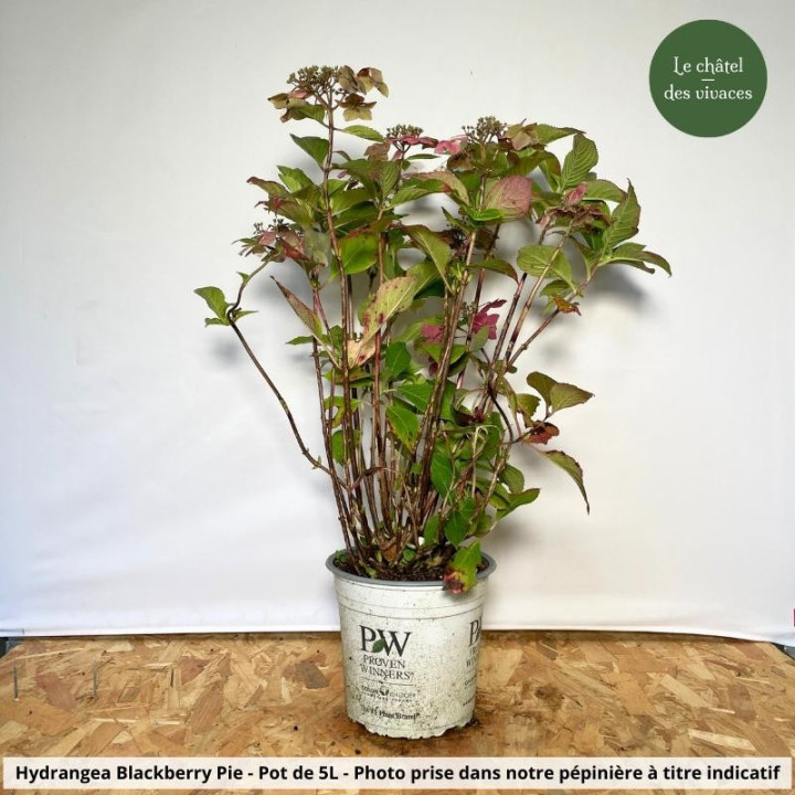 Hydrangea serrata BlackBerry Pie