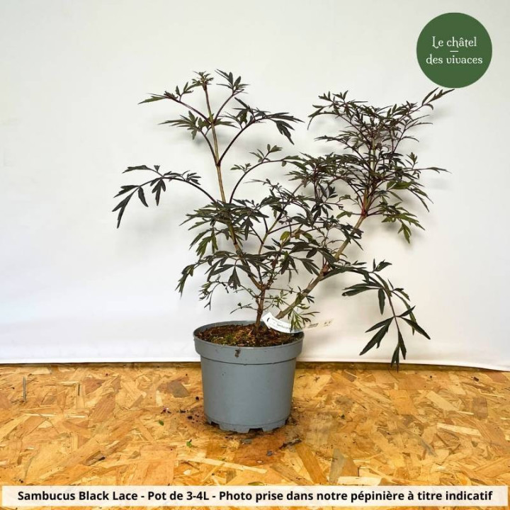 Sambucus nigra Black Lace