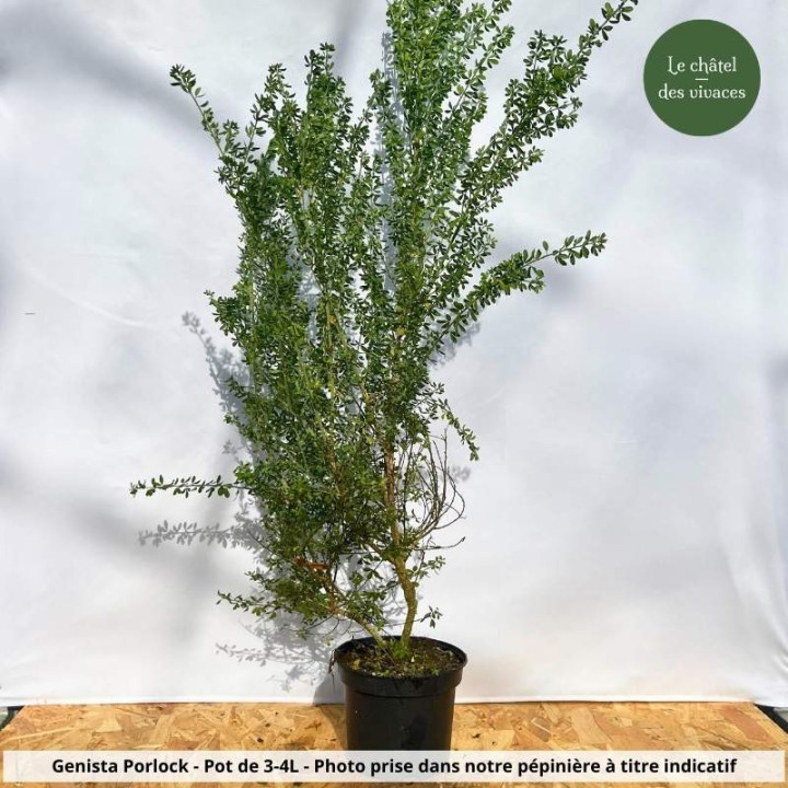 Genista Porlock