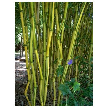 Bambou Phyllostachys aureosulcata Spectabilis
