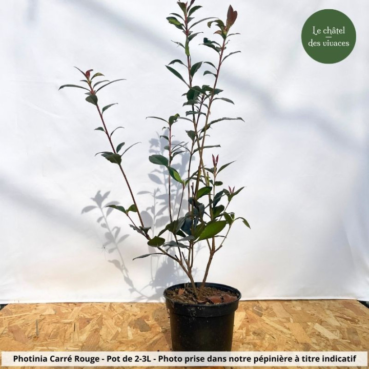 Photinia fraseri Carré Rouge