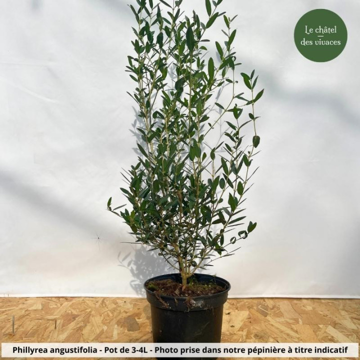 Phillyrea angustifolia