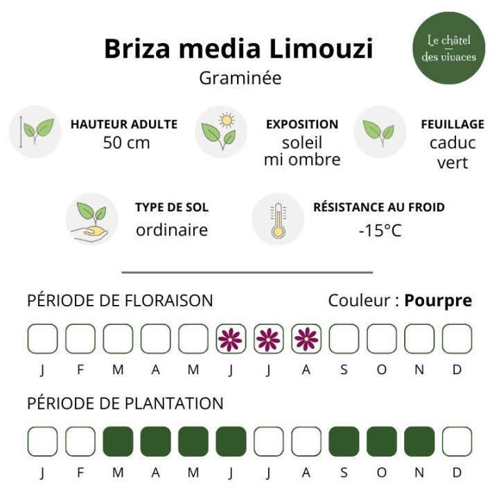 Briza media Limouzi