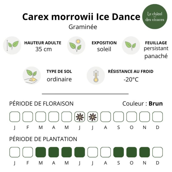 Carex morrowii Ice Dance