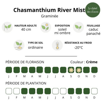 Chasmanthium latifolium River Mist Chasmanthium latifolium River Mist