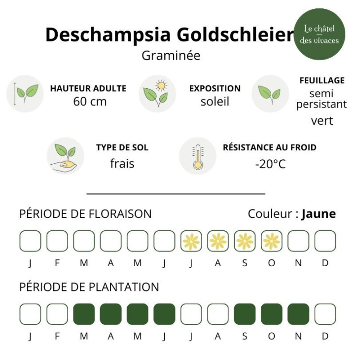 Deschampsia cespitosa Goldschleier