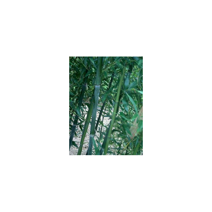 Bambou Phyllostachys bissetii
