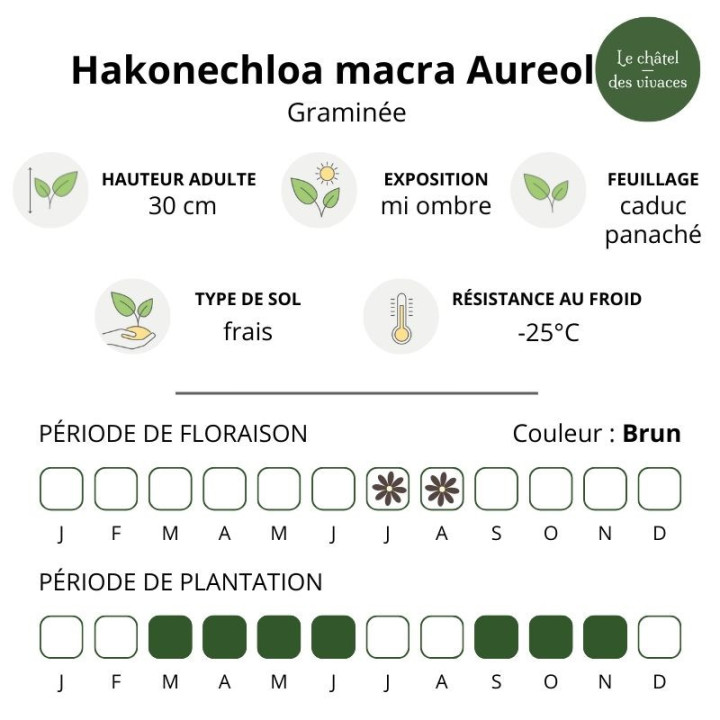 Hakonechloa macra Aureola
