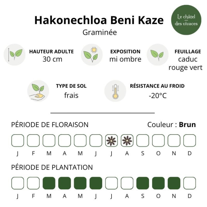Hakonechloa macra Beni Kaze