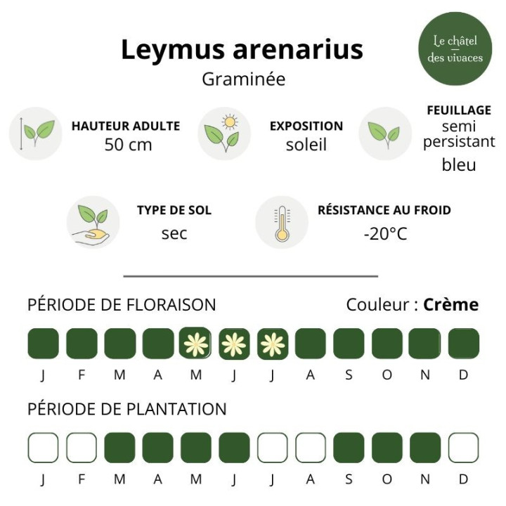 Leymus arenarius