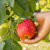 Pommier nain Garden Sun Red