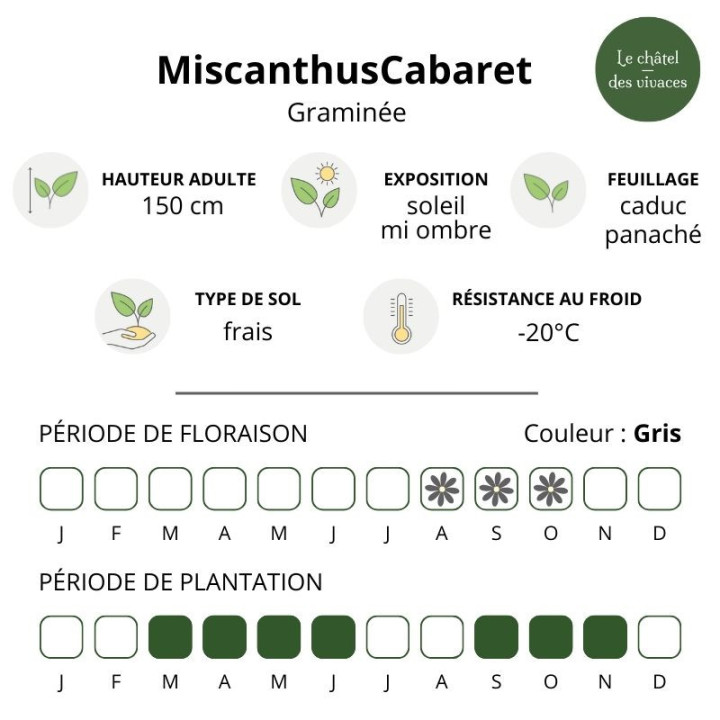 Miscanthus sinensis Cabaret